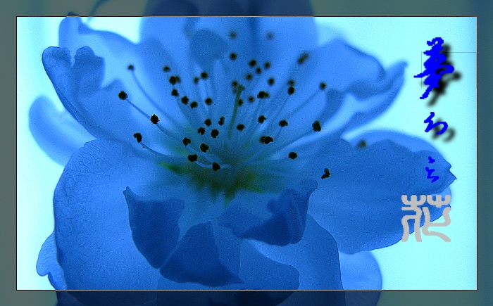 梦幻之花