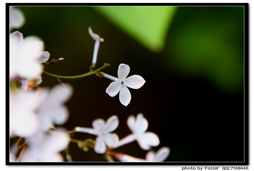 丁香花开 N无产品