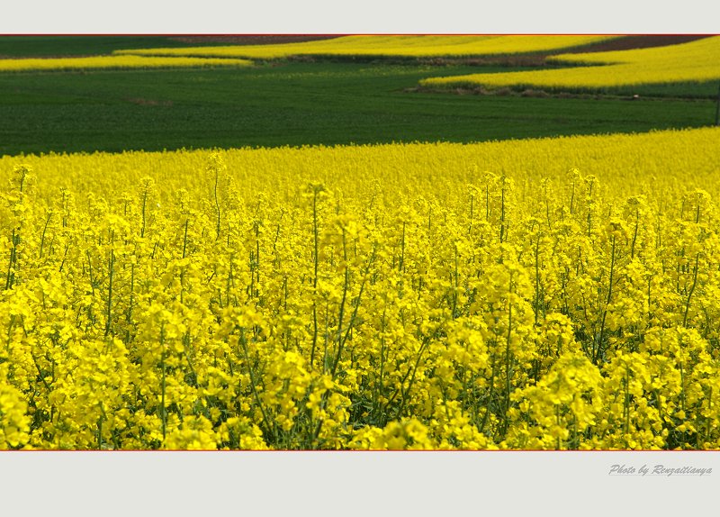 [原创]春回大地-----几张油菜花片片