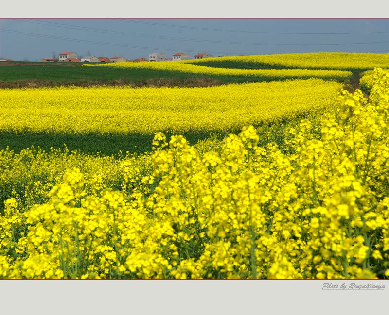 [原创]春回大地-----几张油菜花片片