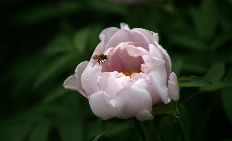 芍药花开
