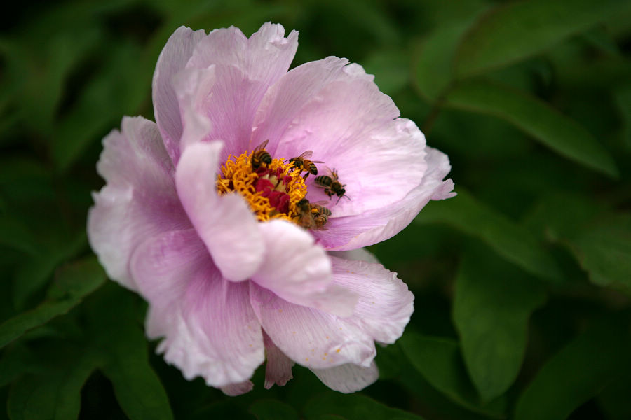 芍药花开