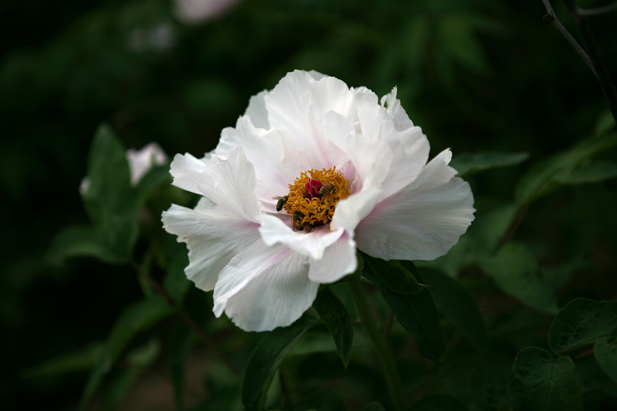 芍药花开