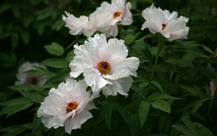 芍药花开