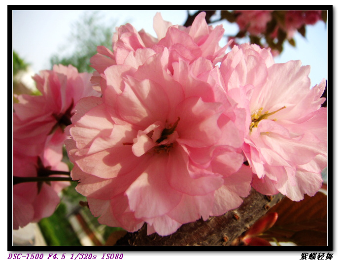 樱花