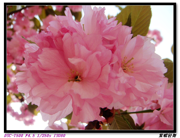 樱花