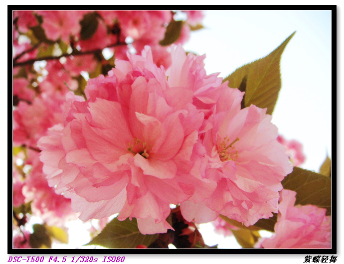 樱花