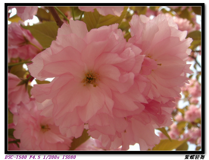 樱花