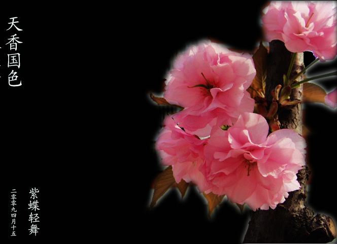 樱花