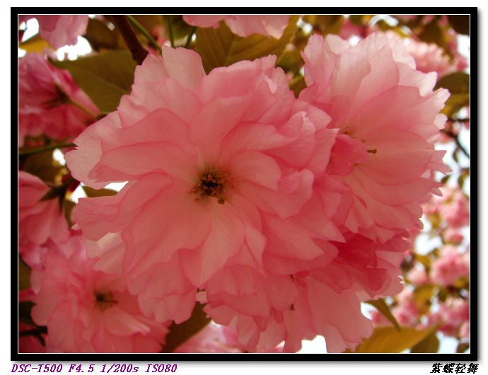 樱花
