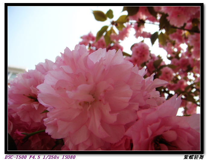 樱花