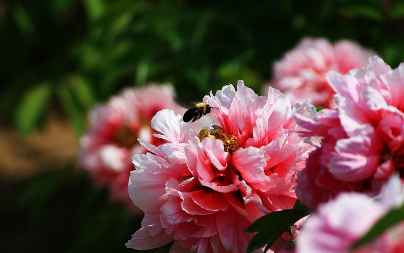 菏泽牡丹