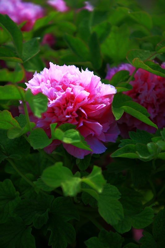 菏泽牡丹