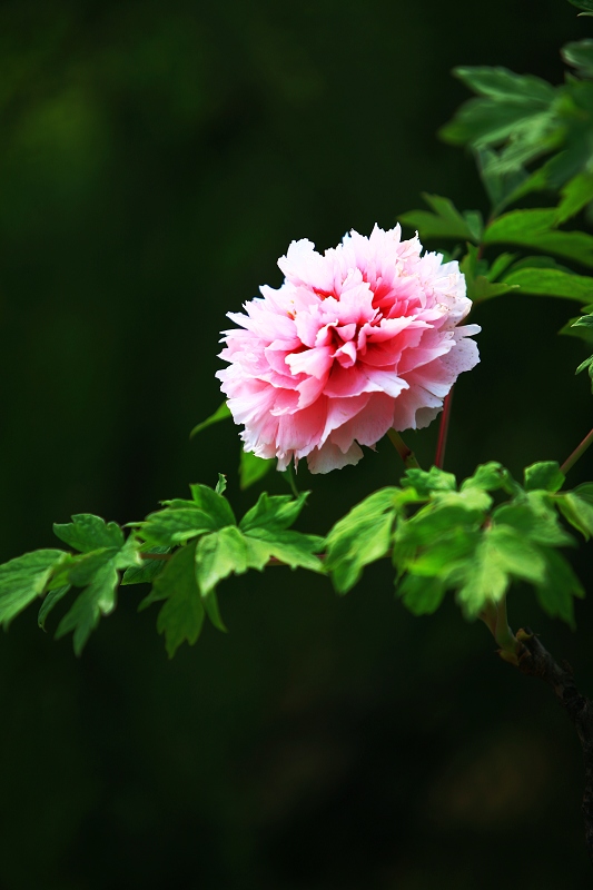 菏泽牡丹