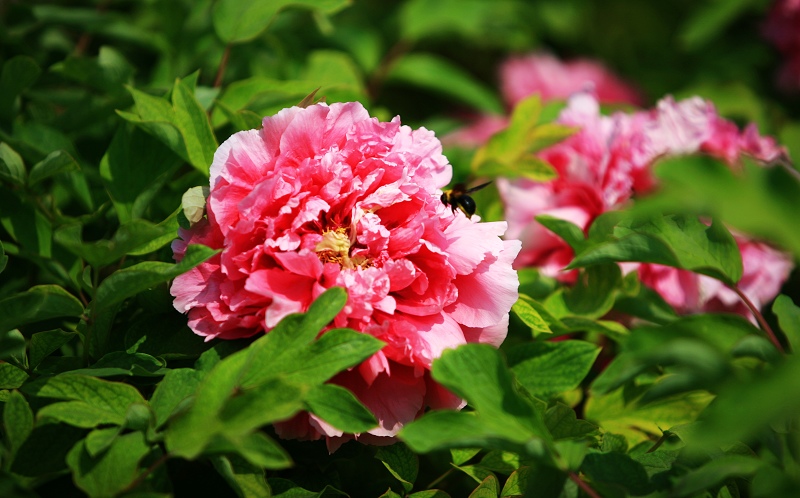 菏泽牡丹