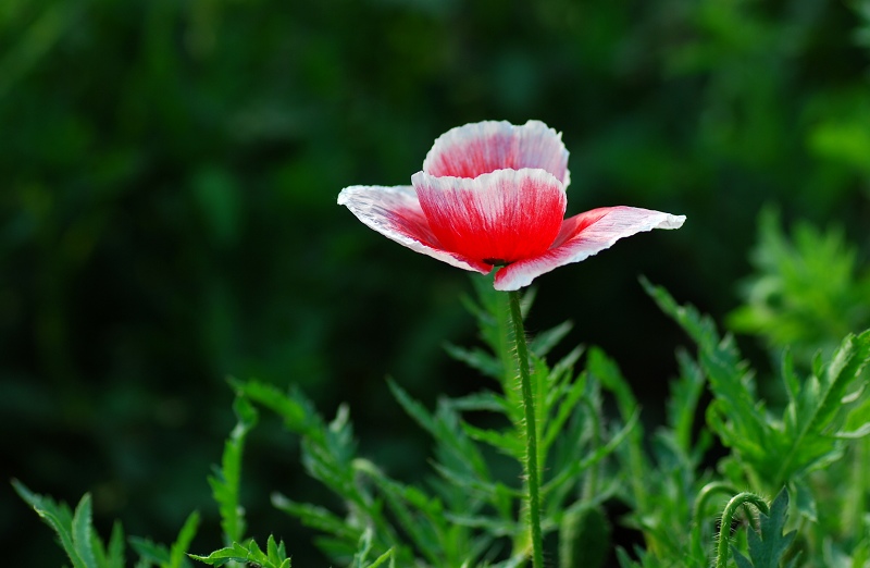 花情通报：虞美人开了（路边随拍一张）