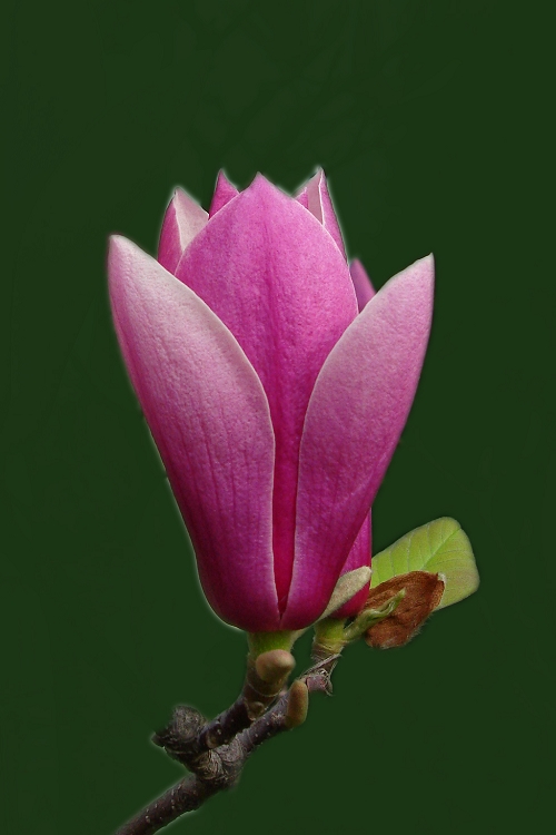 玉兰花