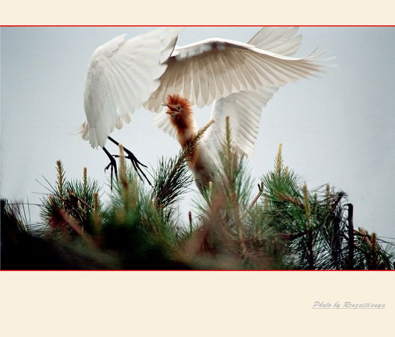 [原创]再发几张白鹭----心中的仙子(胶片版)