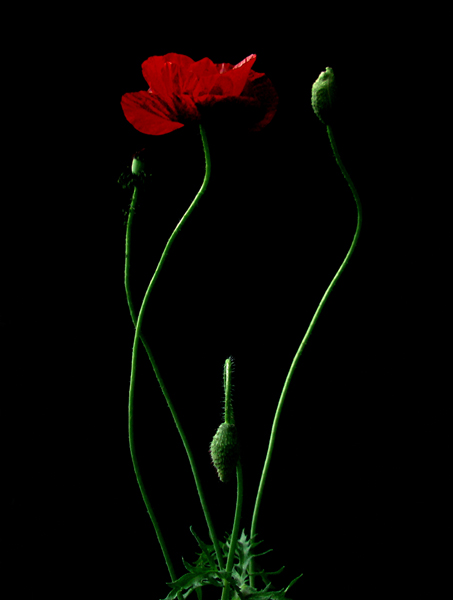 罂粟花