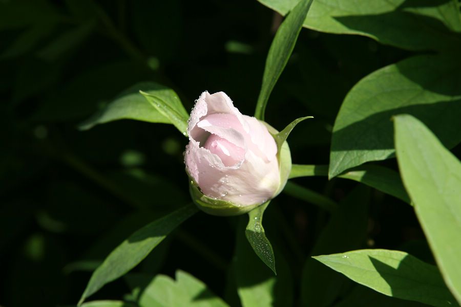 芍药花开