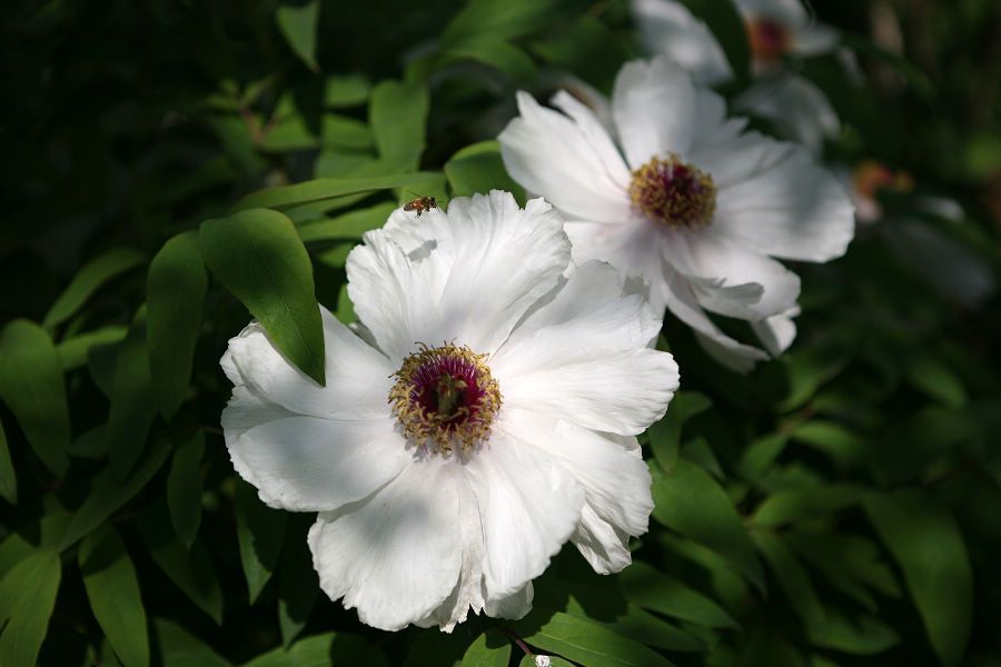 芍药花开