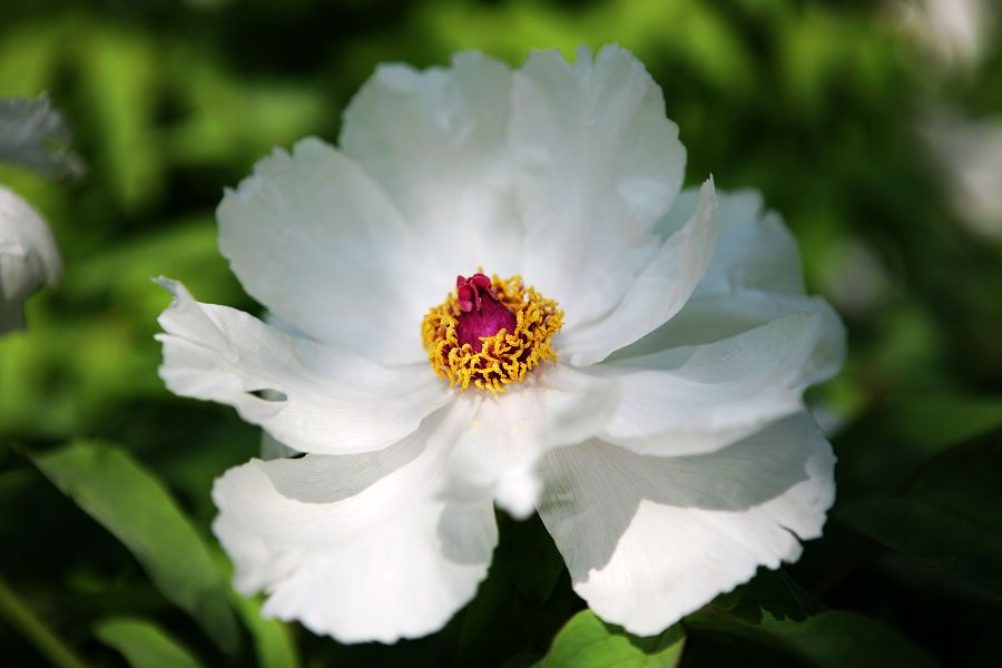 芍药花开