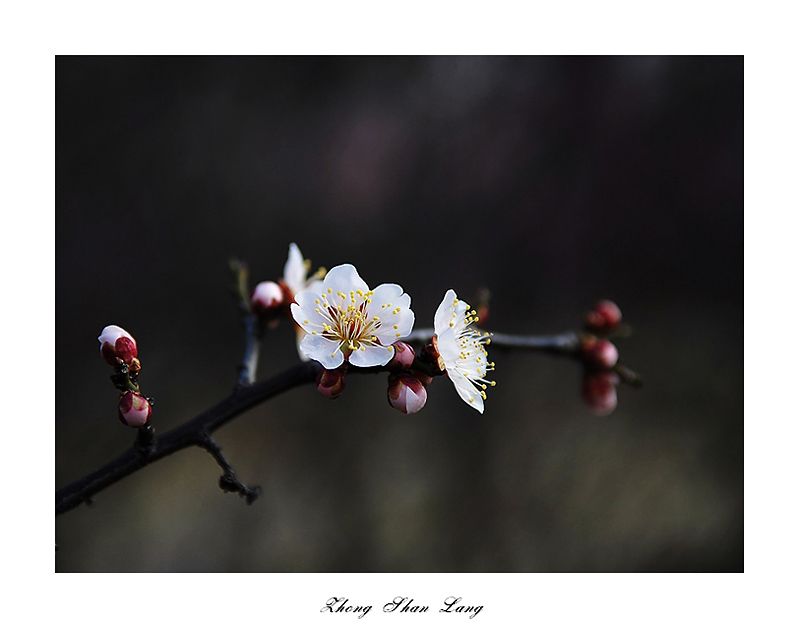 梅兰竹菊花卉帖