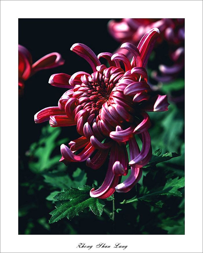 梅兰竹菊花卉帖