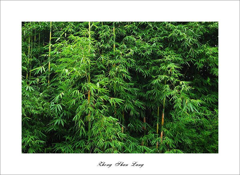 梅兰竹菊花卉帖