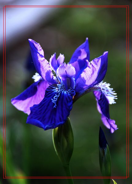 花语！！