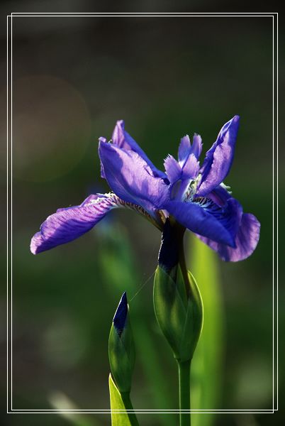 花语！！