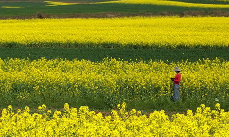 [原创]春回大地-----几张油菜花片片