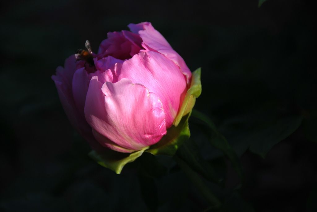 牡丹花开