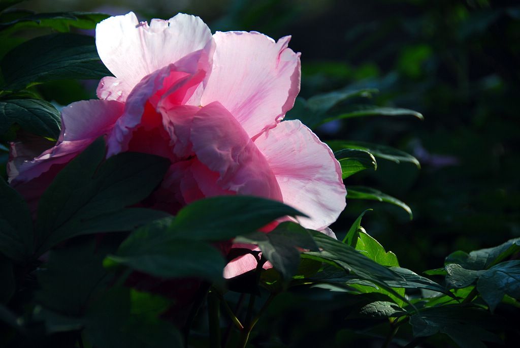 牡丹花开