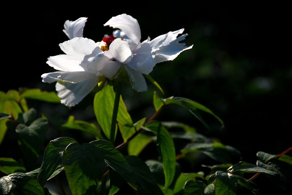 牡丹花开