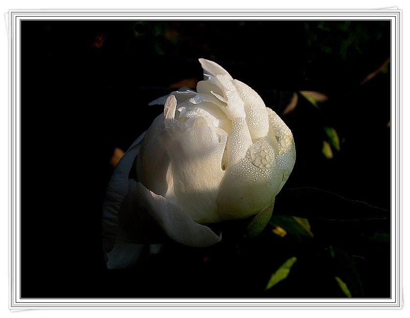 梅兰竹菊花卉帖