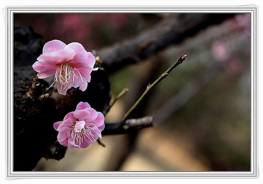 梅兰竹菊花卉帖