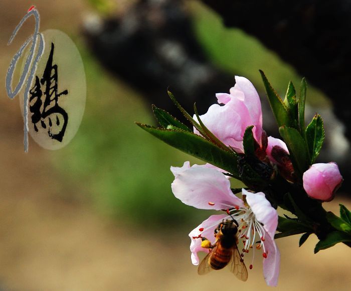 梅兰竹菊花卉帖