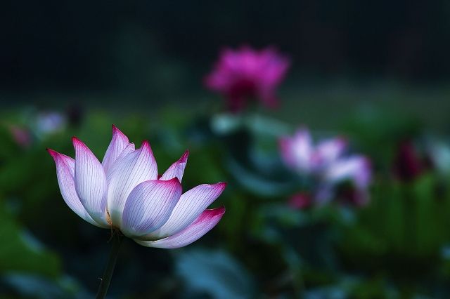 梅兰竹菊花卉帖