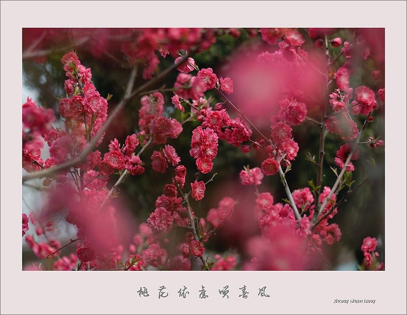 梅兰竹菊花卉帖