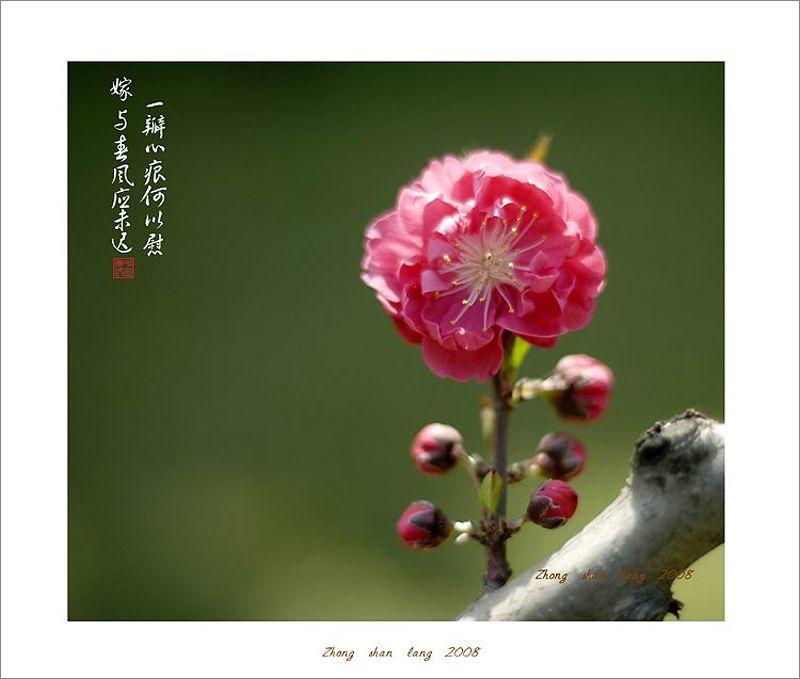 梅兰竹菊花卉帖