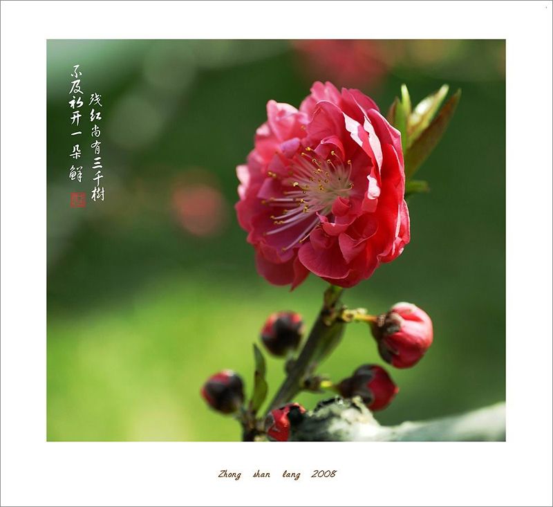 梅兰竹菊花卉帖