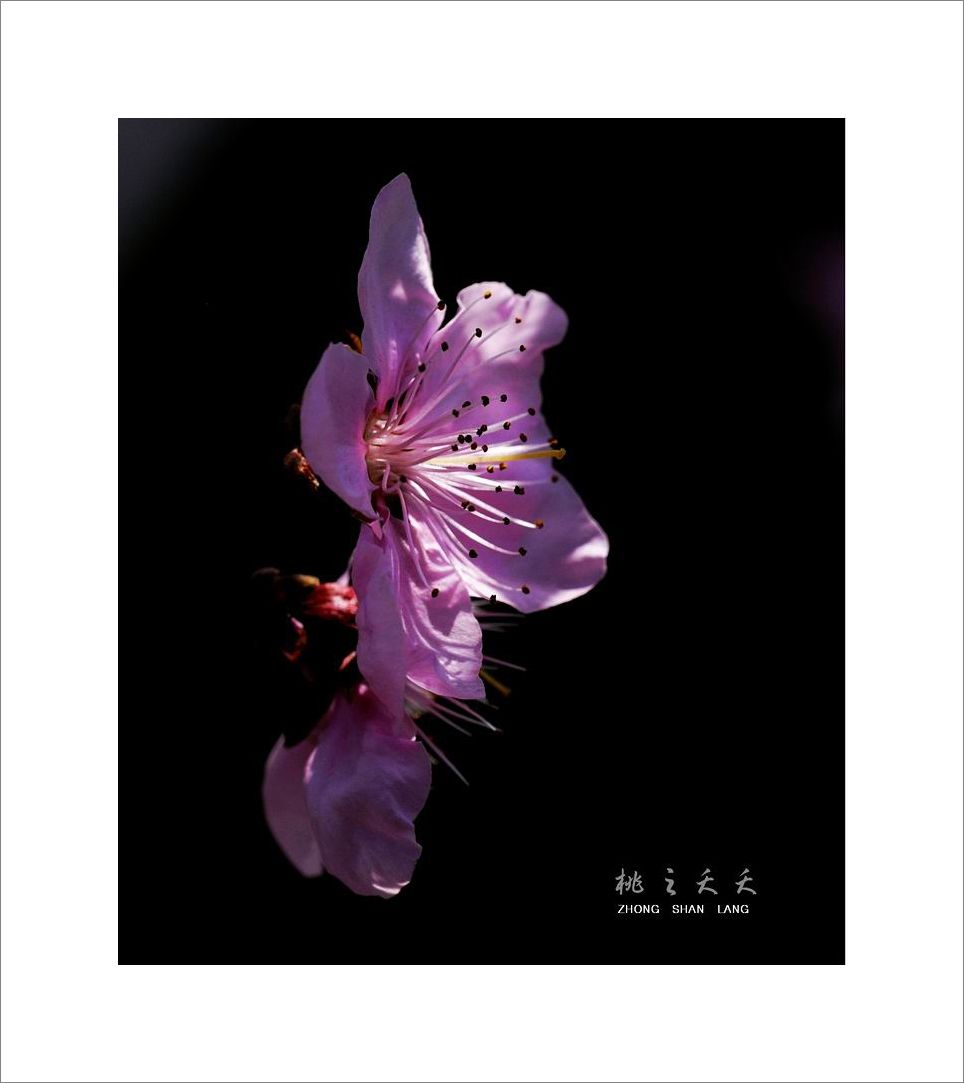梅兰竹菊花卉帖