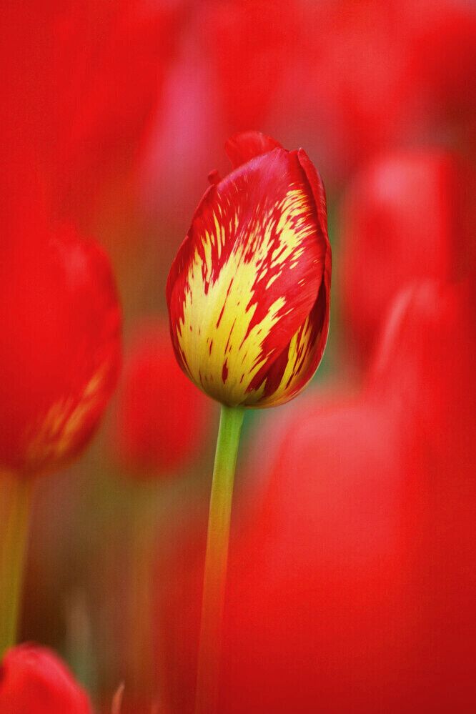 郁金香一组