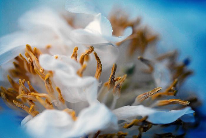 [原创]又到牡丹盛开时