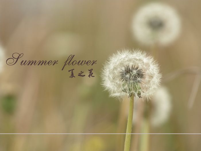 夏之花