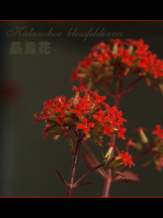 夏之花