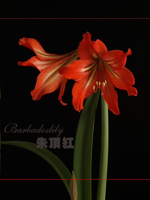 夏之花