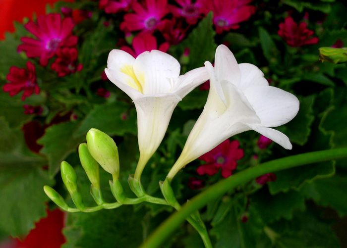 花卉一组