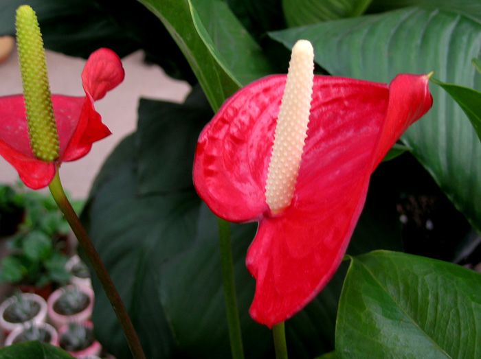 花卉一组